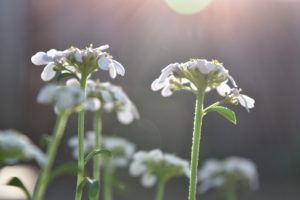 Flowers Photos