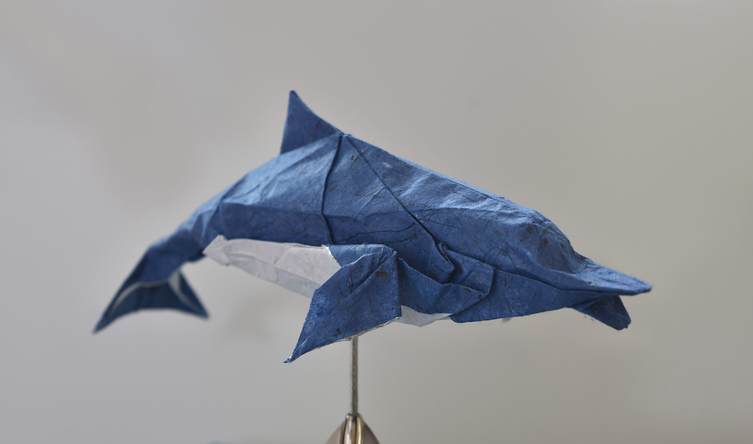 Dolphin (Fumiaki Kawahata)